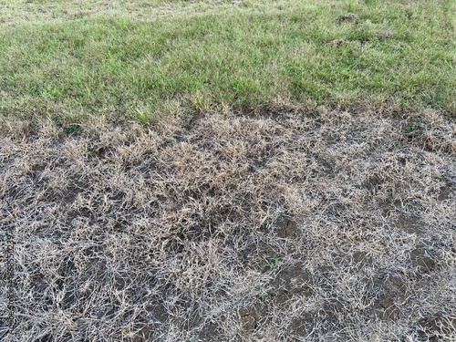 Dry and green grass lawn texture with mixed vegetation. Natural outdoor background suitable for environment, drought, landscaping, gardening, climate, and texture design concepts.