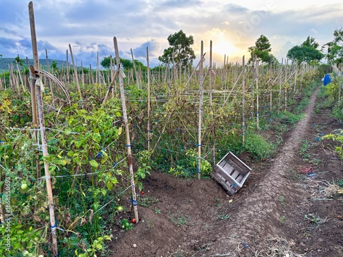 Tomato farm field with rows of plants supported by wooden stakes. Natural agriculture scene suitable for farming, crop cultivation, food production, rural life, and sustainability concepts.
