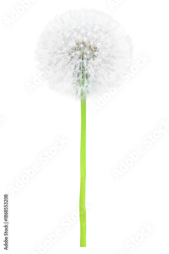 Wallpaper Mural White dandelion flower with white seeds macro in PNG isolated on transparent background Torontodigital.ca