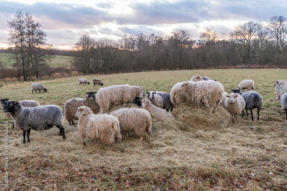 Fototapeta premium Organic Danish sheep on feeding place - adlibitum