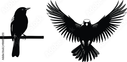 Black raven silhouettes, perched and flying wings spread monochrome vector illustration for gothic wildlife logo tattoo emblem design minimal dark art style