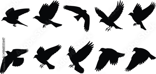 Flying bird silhouette collection, dynamic crow and raven wing poses monochrome vector illustration set for wildlife design, nature symbols, tattoo, logo graphics