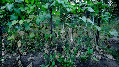 Wallpaper Mural Close up of cucumber plants and its vines and leaves begin to wither or die while growing in late autumn or fall tangled to trellis made from cattle panels Torontodigital.ca