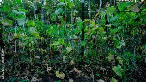 Wallpaper Mural Close up of cucumber plants and its vines and leaves withering or dying while growing in late autumn or fall tangled to trellis made from cattle panels Torontodigital.ca