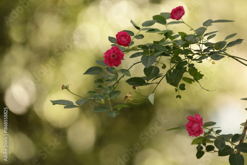Cuadro en lienzo Rosas cor-de-rosa iluminadas pela luz suave da tarde diante de um fundo desfocado e luminoso