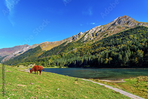 Cows in a meadow by the wonderful altitude lake of Lac d'Estaing in the Lavedan, Hautes-Pyrenees, France.