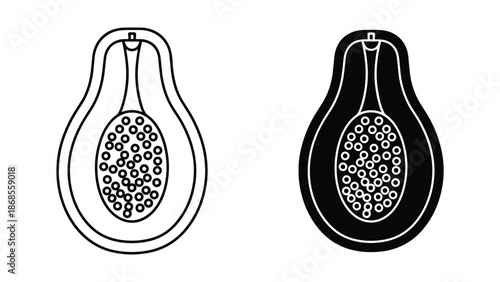 Detailed illustration of pear fruit with seeds