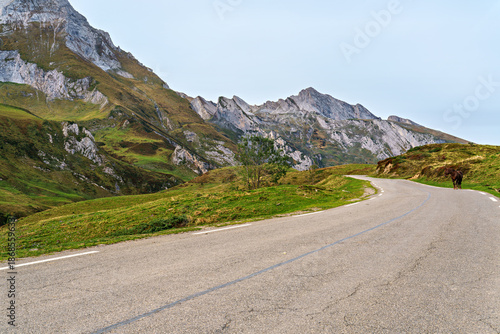 Wild horses at the Col du Soulor, France. Mountain pass in the Pyrenees. Part of the Tour de France