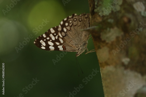 Borboleta pousada no tronco de uma árvore na Mata Atlântica brasileira.