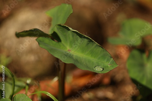 Folhas jovens de inhame cultivadas em quintal de agricultura familiar, iluminadas pela luz suave após a chuva.