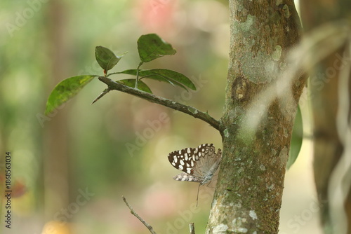 Borboleta em ambiente natural da Mata Atlântica entre galhos e vegetação nativa.
