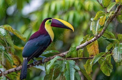 A vibrant toucan with colorful plumage perches on a branch surrounded by lush foliage