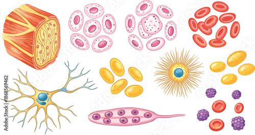 Human cells illustration set, blood cells, neuron, muscle tissue, medical biology elements isolated