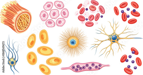 Medical cell biology illustration showing blood cells, neurons, muscle fibers, epithelial tissue, microorganisms in colorful flat vector style