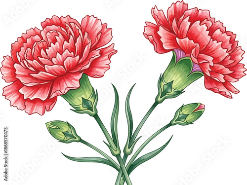 Beautiful pink carnation flowers with green leaves and buds on white background