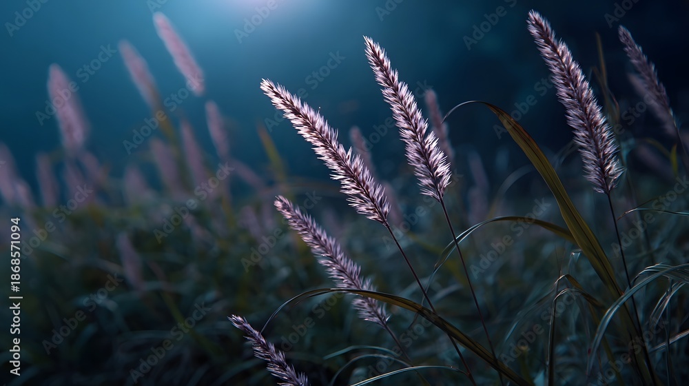 Obraz premium Feathery grass plumes gently illuminated by soft twilight light creating a serene atmosphere