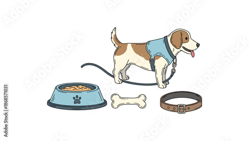 Playful beagle dog with harness and pet accessories on white background
