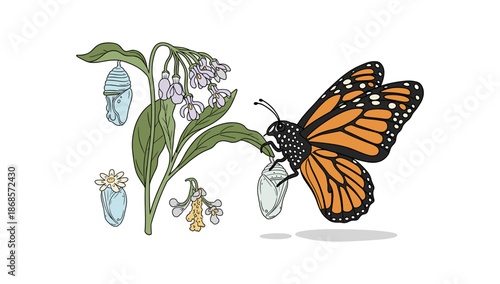 Monarch butterfly and chrysalis: nature's transformation in detailed color design