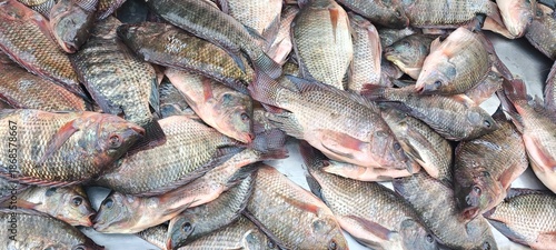 Nile tilapia is sold in the fresh fish market.