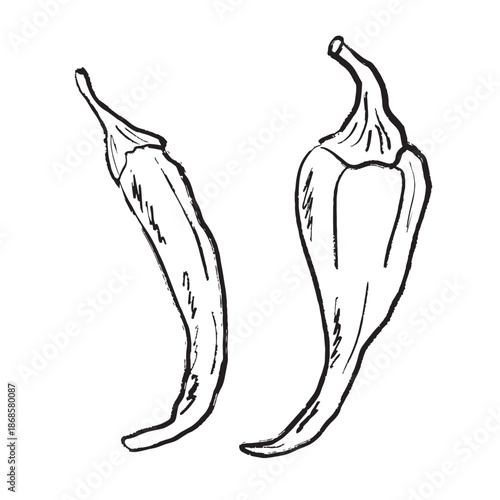 Hot spicy chili pepper in black brush stroke texture isolated on white. Hand drawn vector sketch illustration in vintage charcoal ink. Cayenne pepper design, market label, menu design