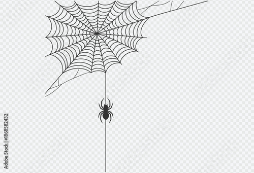 Detailed illustration of a spider hanging from a web on a transparent background
