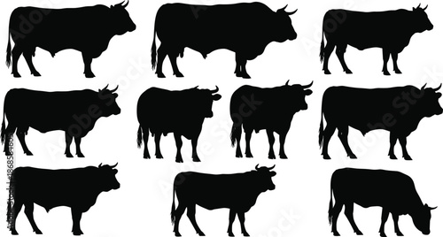 Black bull silhouettes set, powerful ox and cattle vector illustrations, farm animal silhouettes isolated on white background, beef cattle husbandry livestock design,
