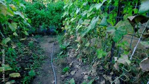Wallpaper Mural Dying or withering cucumber plants tangled to arch shaped trellis and moving camera closer toward last growing gherkin hanging from vine Torontodigital.ca