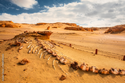 Whale fossils in the desert, Wadi Hitan national park, Egypt