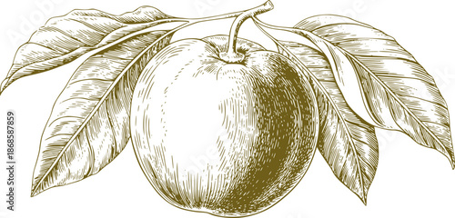 Detailed sepia toned apple with leaves branch fruit botanical