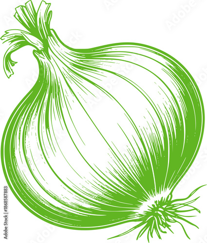 Green onion bulb with detailed linework and roots vegetable food