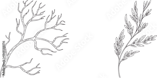 Two line botanical one bare branch one leafy sprig tree twig limb