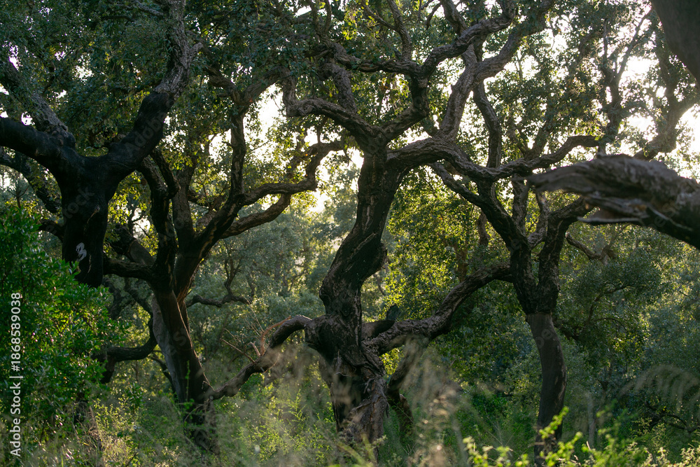 Fototapeta premium cork tree forest through the evening sunlight 
