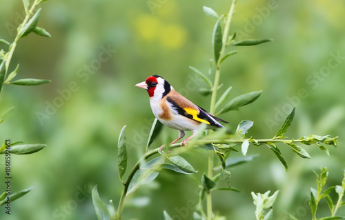 Foto European goldfinch (Carduelis carduelis) close-up sitting on a green grass branc