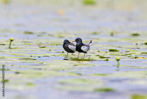 Tableau sur toile Single and group white-winged black terns (Chlidonias leucopterus) are photograp