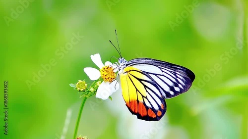A colorful butterfly gracefully rests on a delicate white flower. The butterfly's wings are adorned with vibrant patterns, and the soft green background evokes a sense of tranquility. 