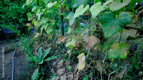 Wallpaper Mural Last grown cucumber laying on ground still attached to vine and moving camera away revealing withering or dying gherkin plants tangled to arch shaped trellis made from cattle panels Torontodigital.ca