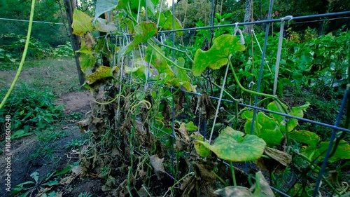 Wallpaper Mural Close up of last growing cucumber and moving camera away revealing arch shaped trellis full of dying or withering gherkin plants tangled to cattle panels Torontodigital.ca
