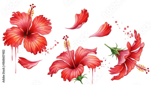 Vibrant red hibiscus flowers and petals splattered on a white background from a close-up viewpoint