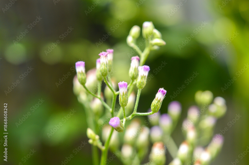 Fototapeta premium Extreme macro of purple little ironweed wildflowers. Delicate floral buds on green stalks with soft bokeh. Natural background for herbal and environmental concepts.
