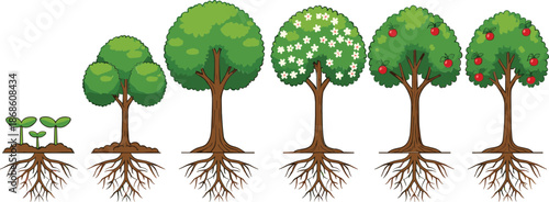 Tree growth stages from seedling to fruit tree with roots botanical lifecycle vector illustration