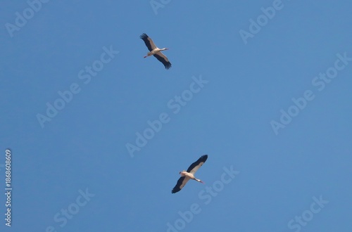 Storks flying in a blue sky