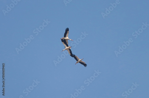 Storks flying in a blue sky