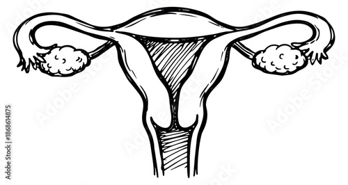 Hand drawn line art illustration of human uterus with ovaries depicting its anatomical structure for medical and educational purposes