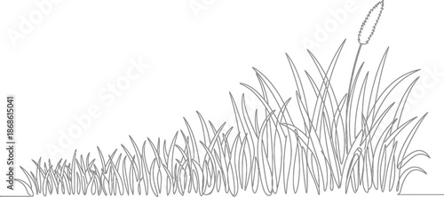 Detailed illustration of tall grass with cattail on white background