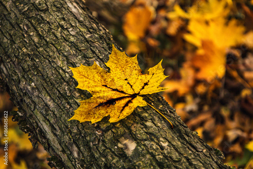Liść klonu leżący na kłodzie