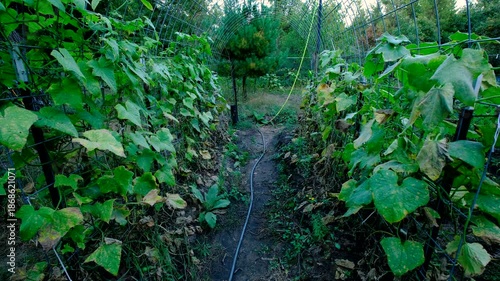 Wallpaper Mural Arch shaped trellis made from cattle panels full of withering or dying gherkin cucumber plants while growing at the end of gardening season in fall Torontodigital.ca