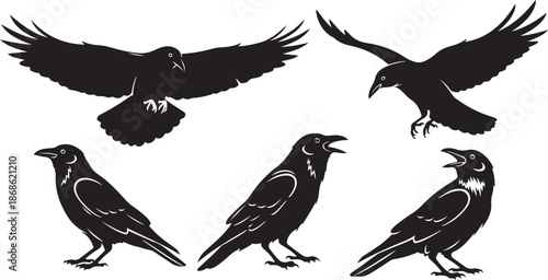 Crow and raven silhouette vector set. Flying and standing bird icons for wildlife and nature illustrations eps