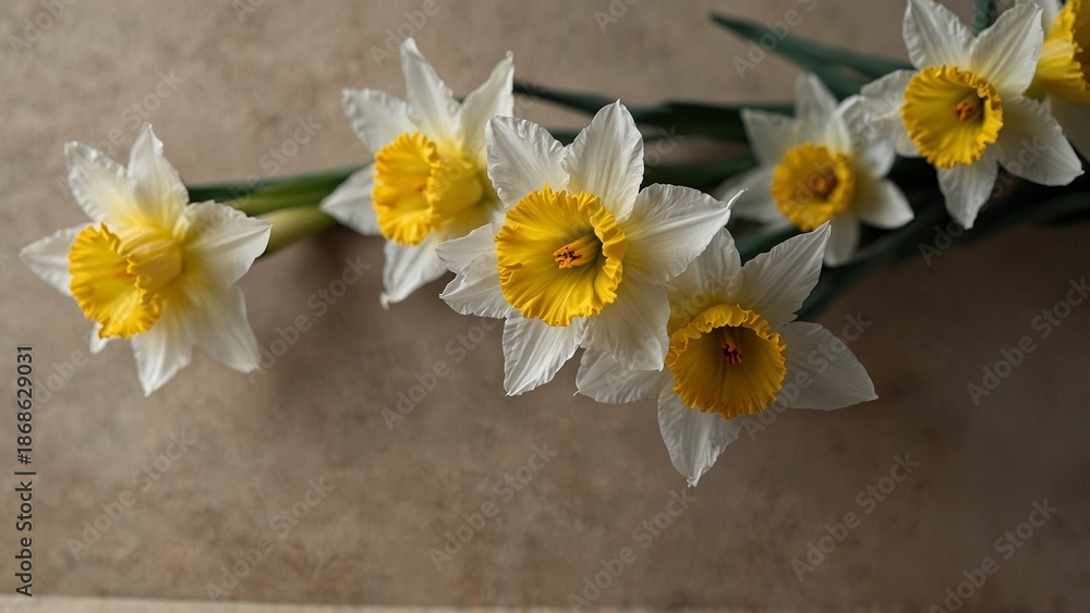 Obraz premium Yellow and white daffodils on beige textured background