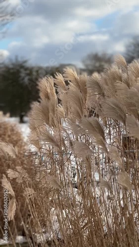 Winter reed bed with feathery pampas-like plumes swaying in the wind over snow, natural texture background with copy space, seasonal weather and climate concept, calm outdoor landscape.