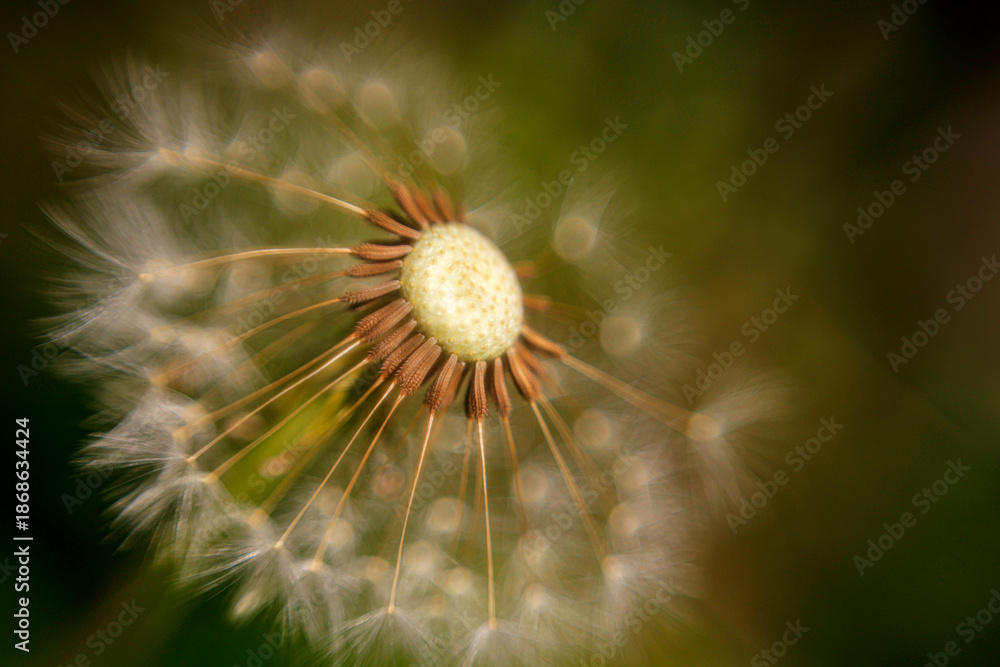 Fototapeta premium A delicate macro closeup of a white dandelion seed head showcases the intricate natural beauty of this summer flora blossom amidst green spring grass
